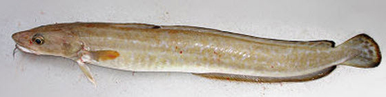 Molva molva_02231